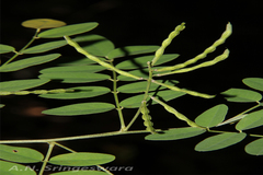 Indigofera constricta